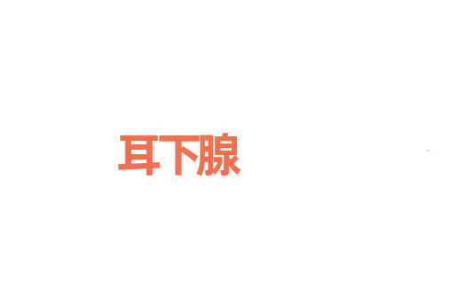 耳下腺