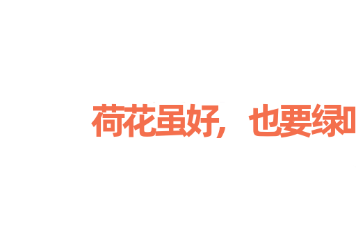 荷花虽好,也要绿叶扶持